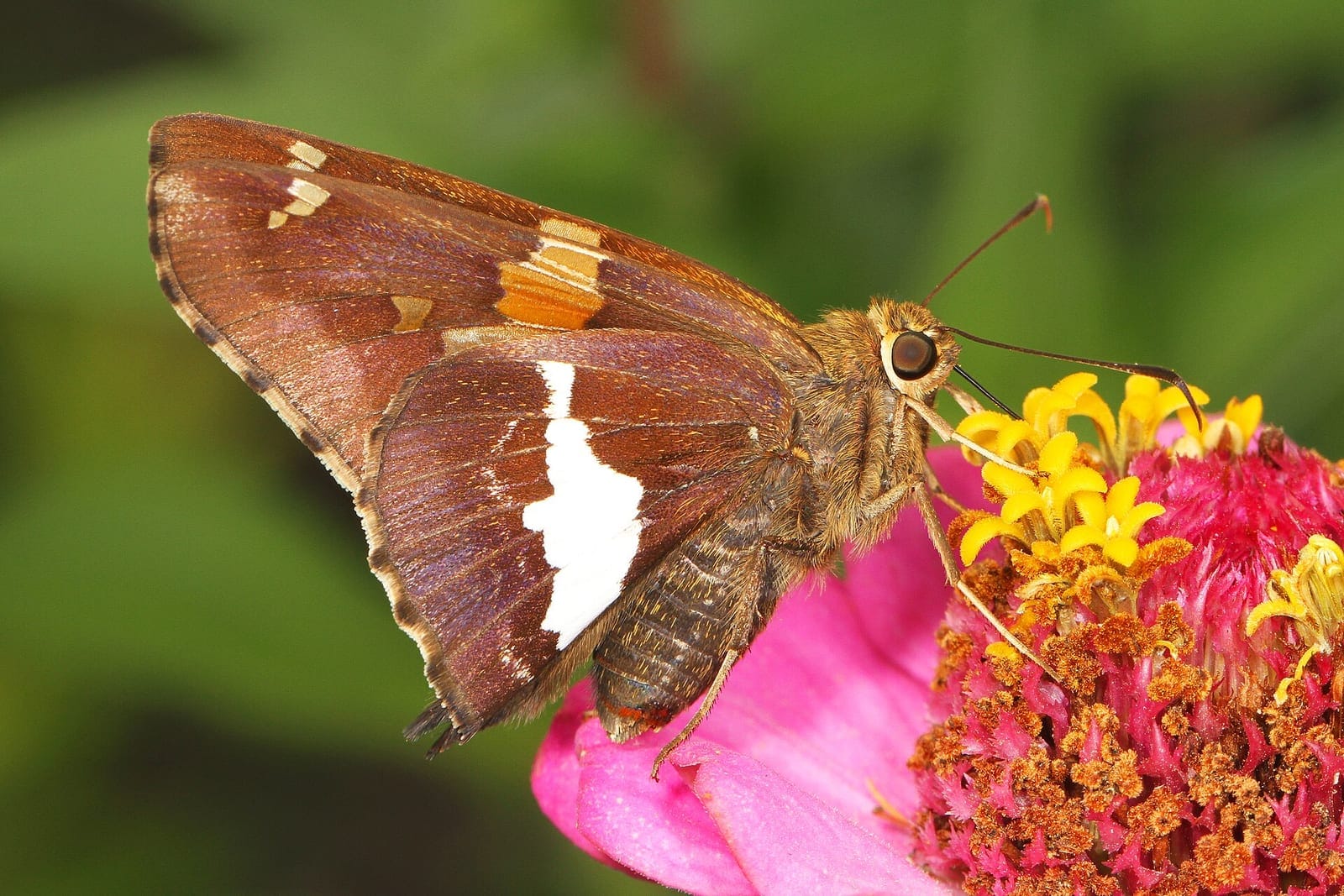 Photo of Skipper butterflies