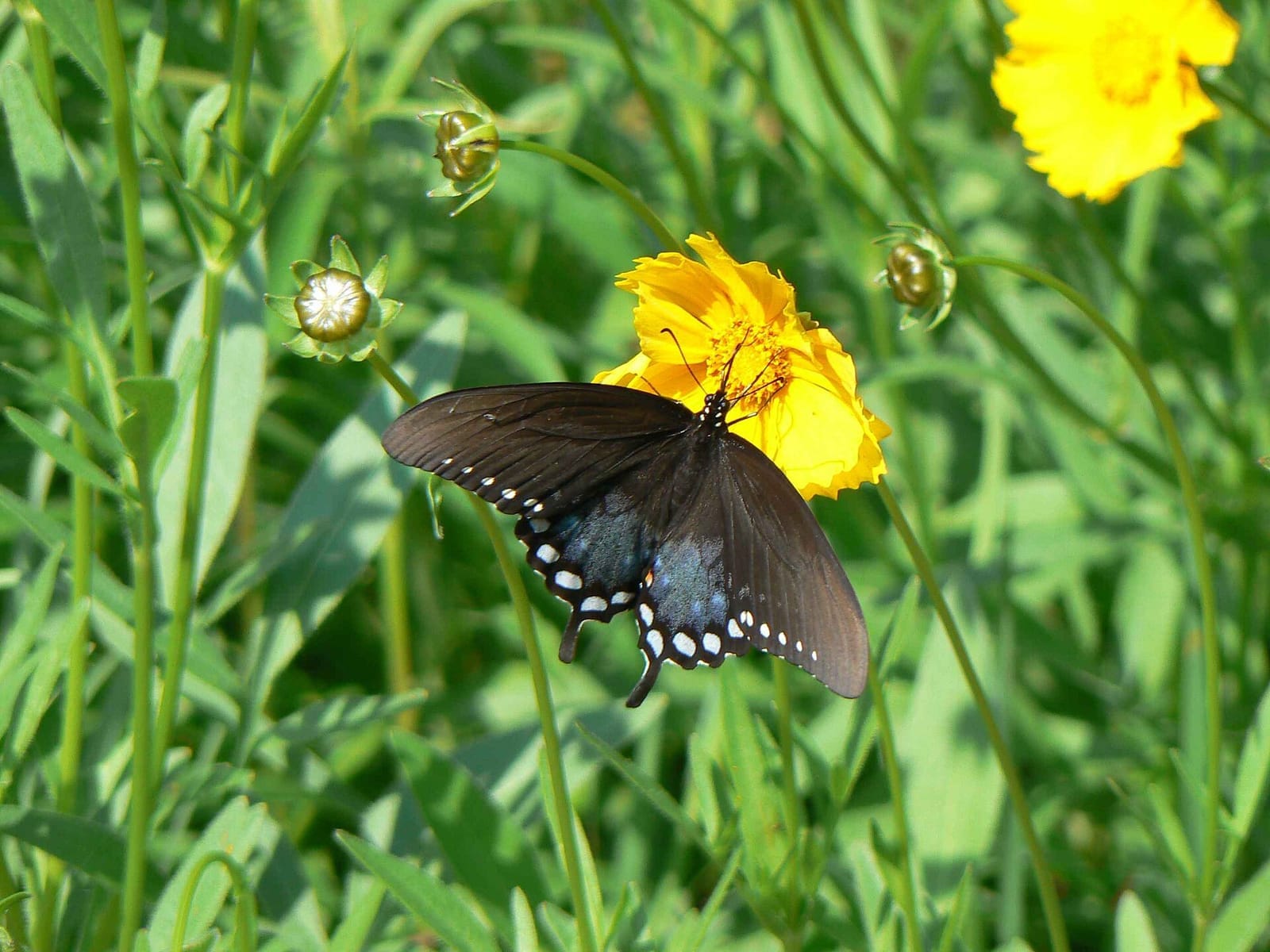 Photo of Spicebush swallowtail