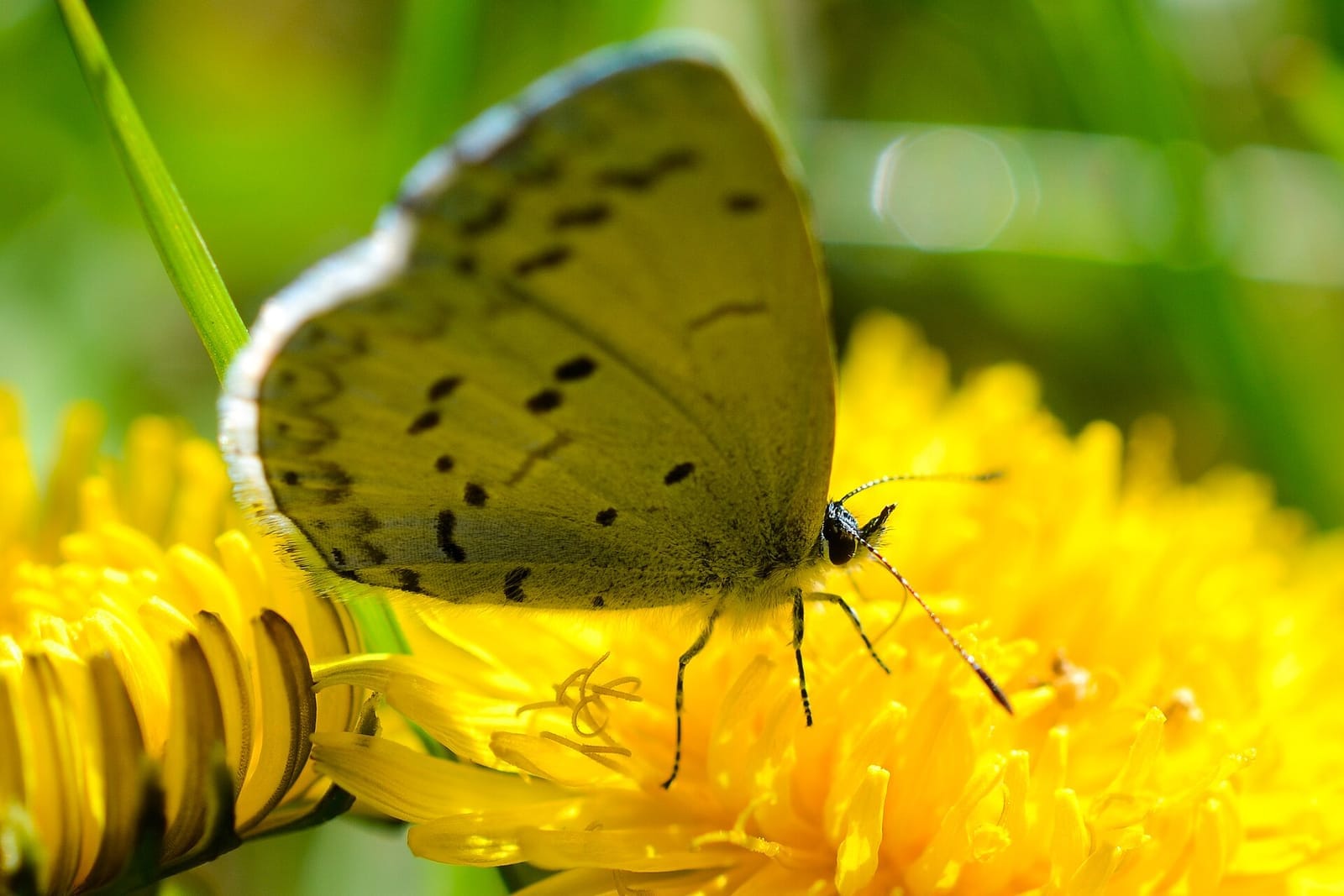 Photo of Spring azure