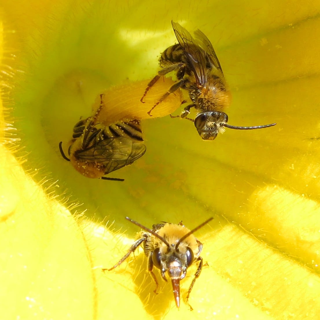 Foto de Abeja de la calabaza