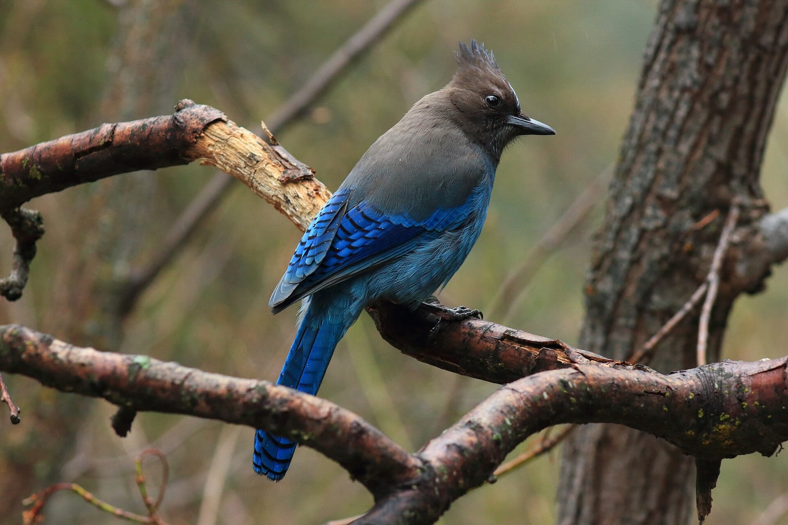 Photo of Steller's jay