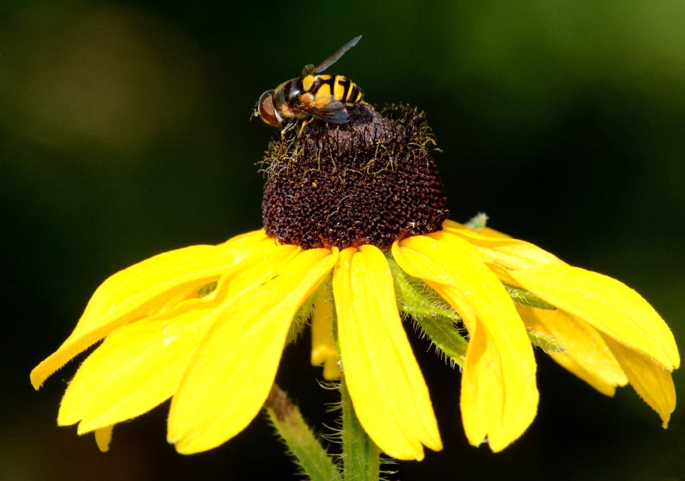 Photo of Hover flies (flower flies)