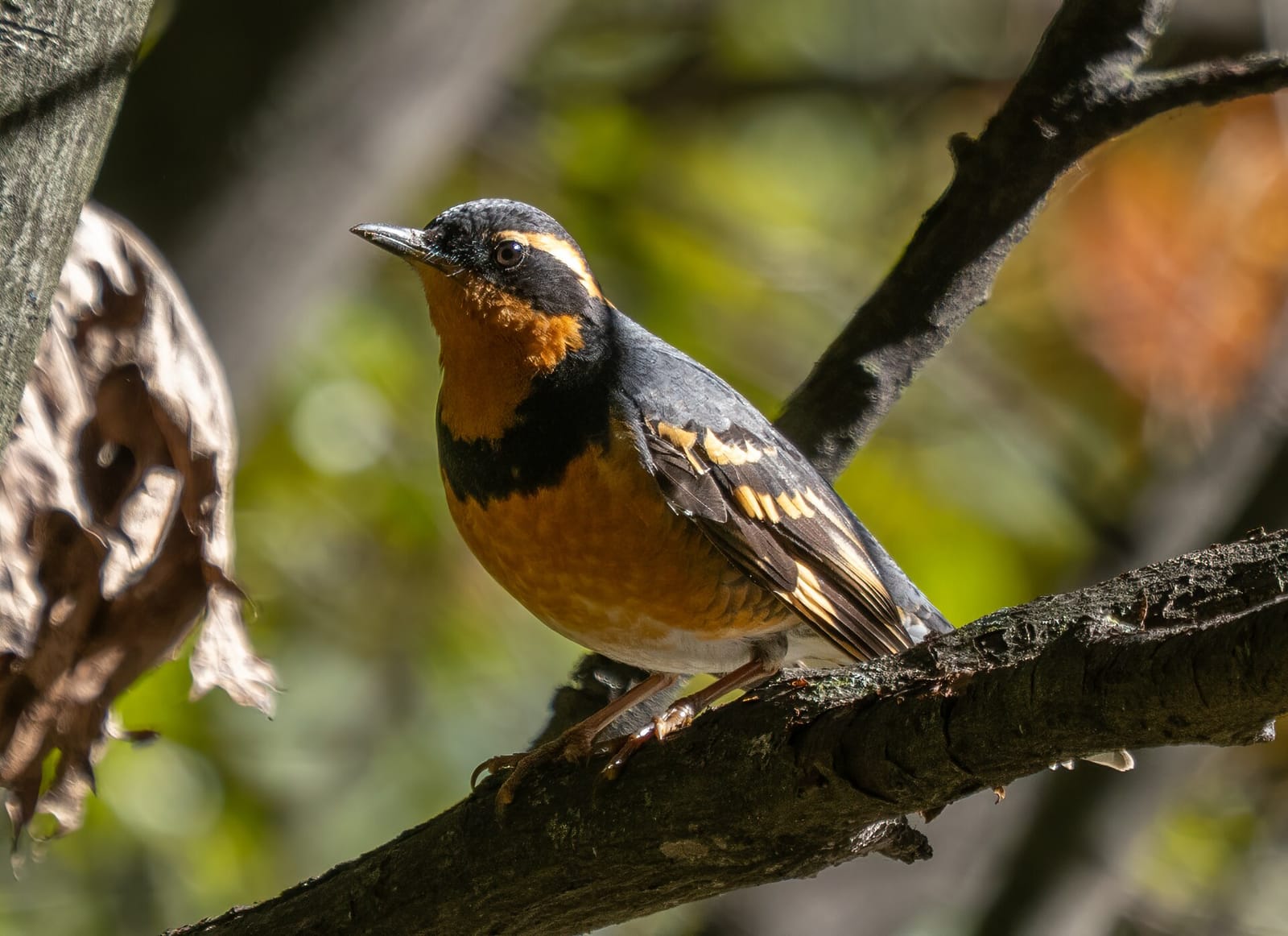 Photo of Varied thrush