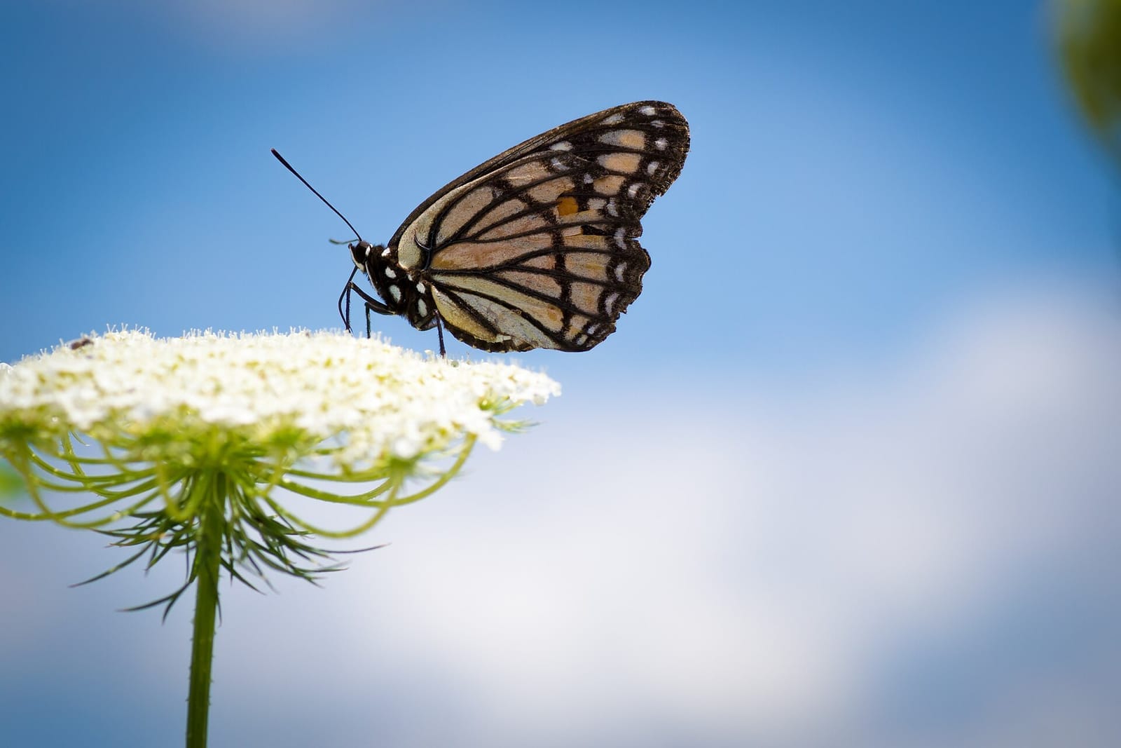 Photo of Viceroy