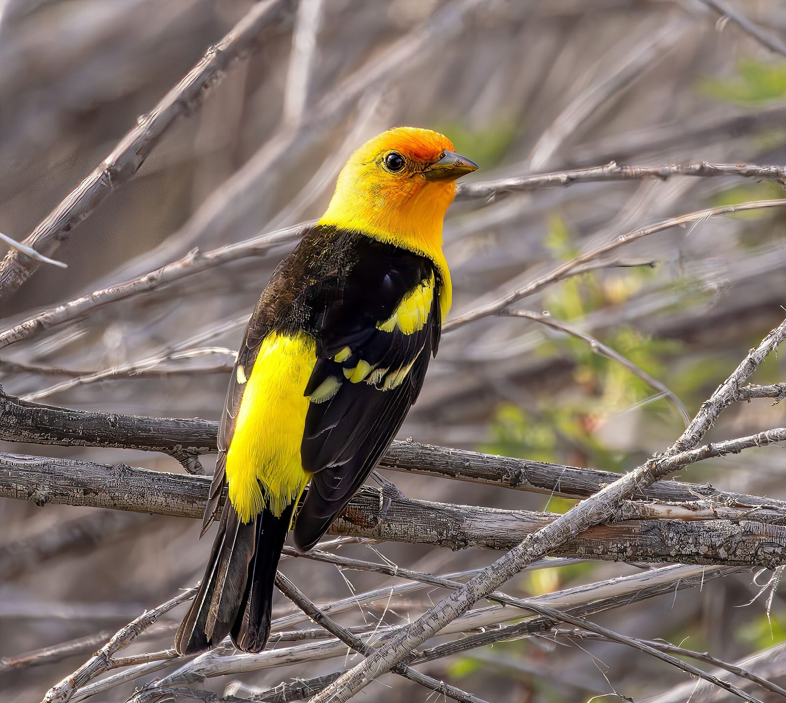 Photo of Western tanager