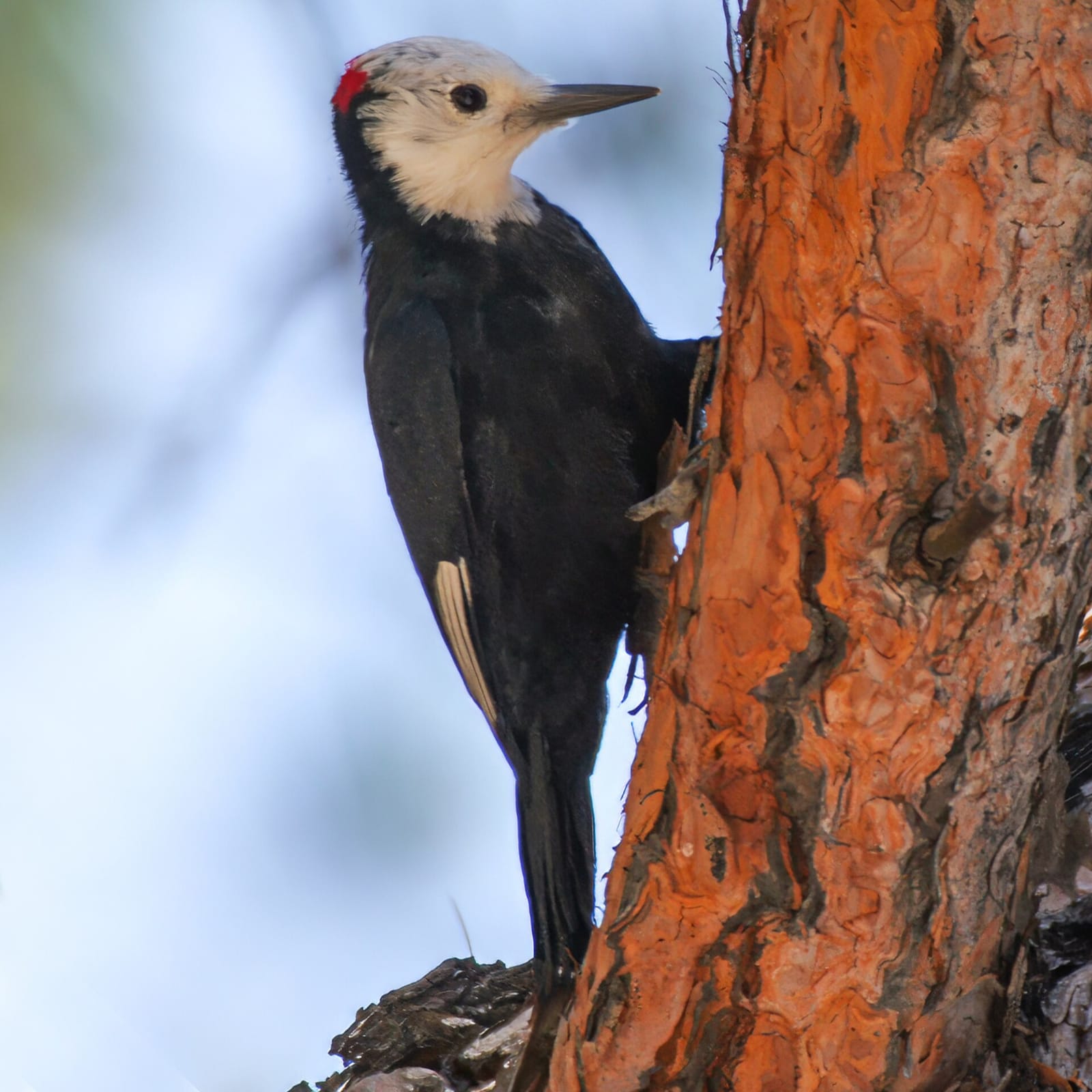 Photo of White-headed woodpecker