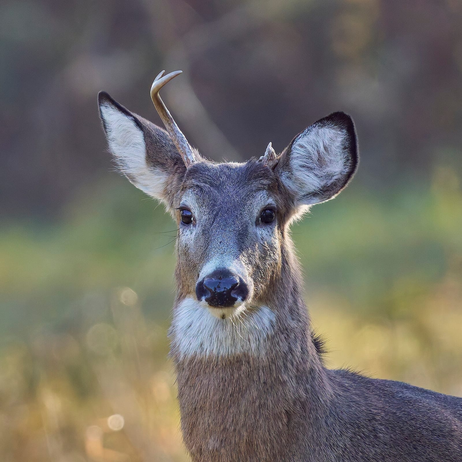 Photo of White-tailed deer