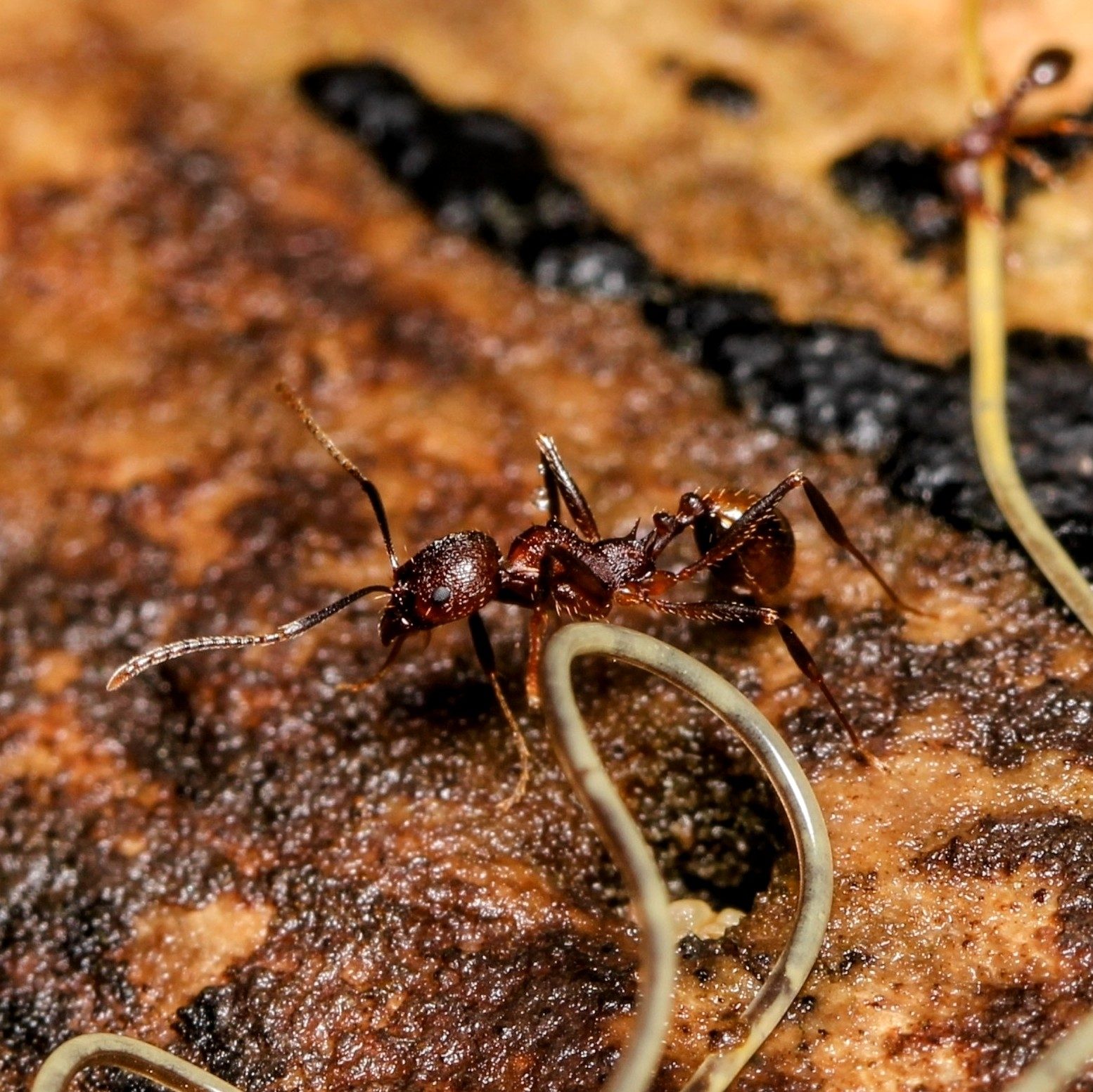 Photo of Woodland seed-dispersing ants