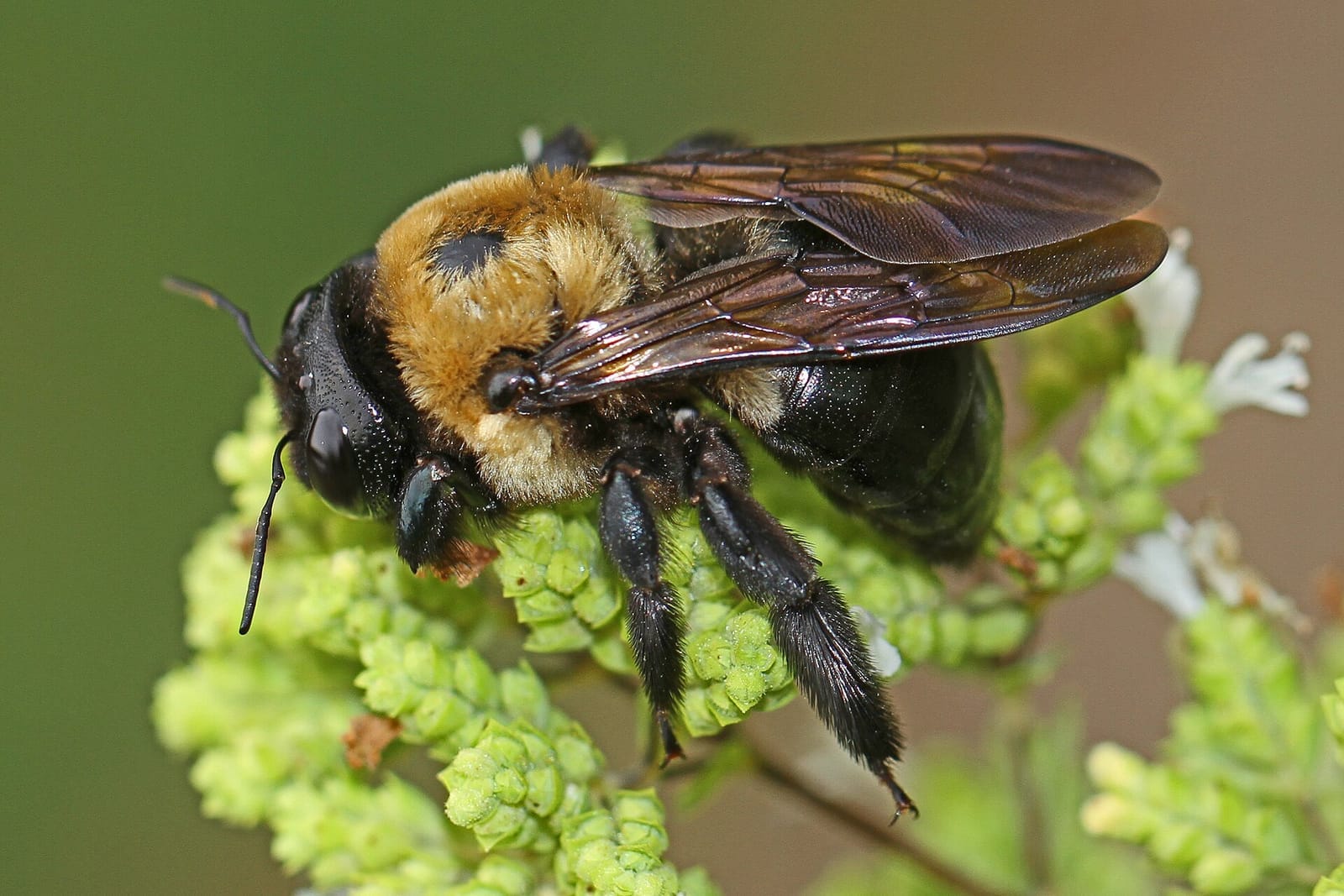 Foto de Abeja carpintera del este